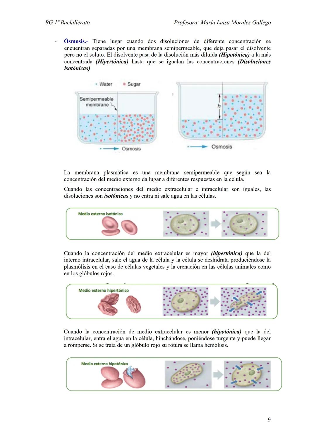 --- OCR Start ---
BG 1º Bachillerato
Profesora: Maria Luisa Morales Gallego
Tema 6
LOS SERES VIVOS Y SU ORGANIZACIÓN
1. NIVELES DE ORGANIZAC