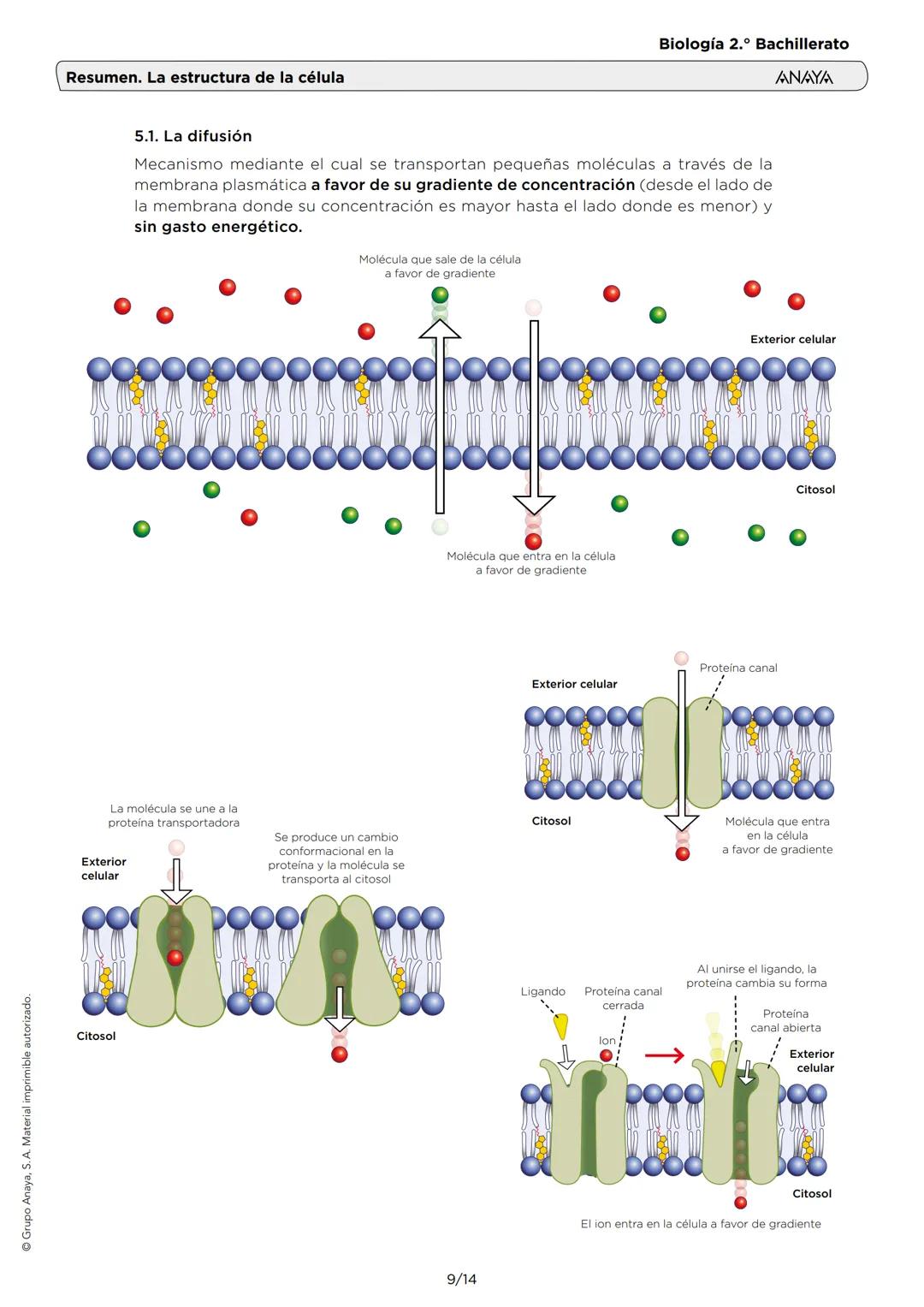 --- OCR Start ---
Grupo Anaya, S. A. Material imprimible autorizado.
Resumen. La estructura de la célula
Biología 2.º Bachillerato
ANAYA
1.