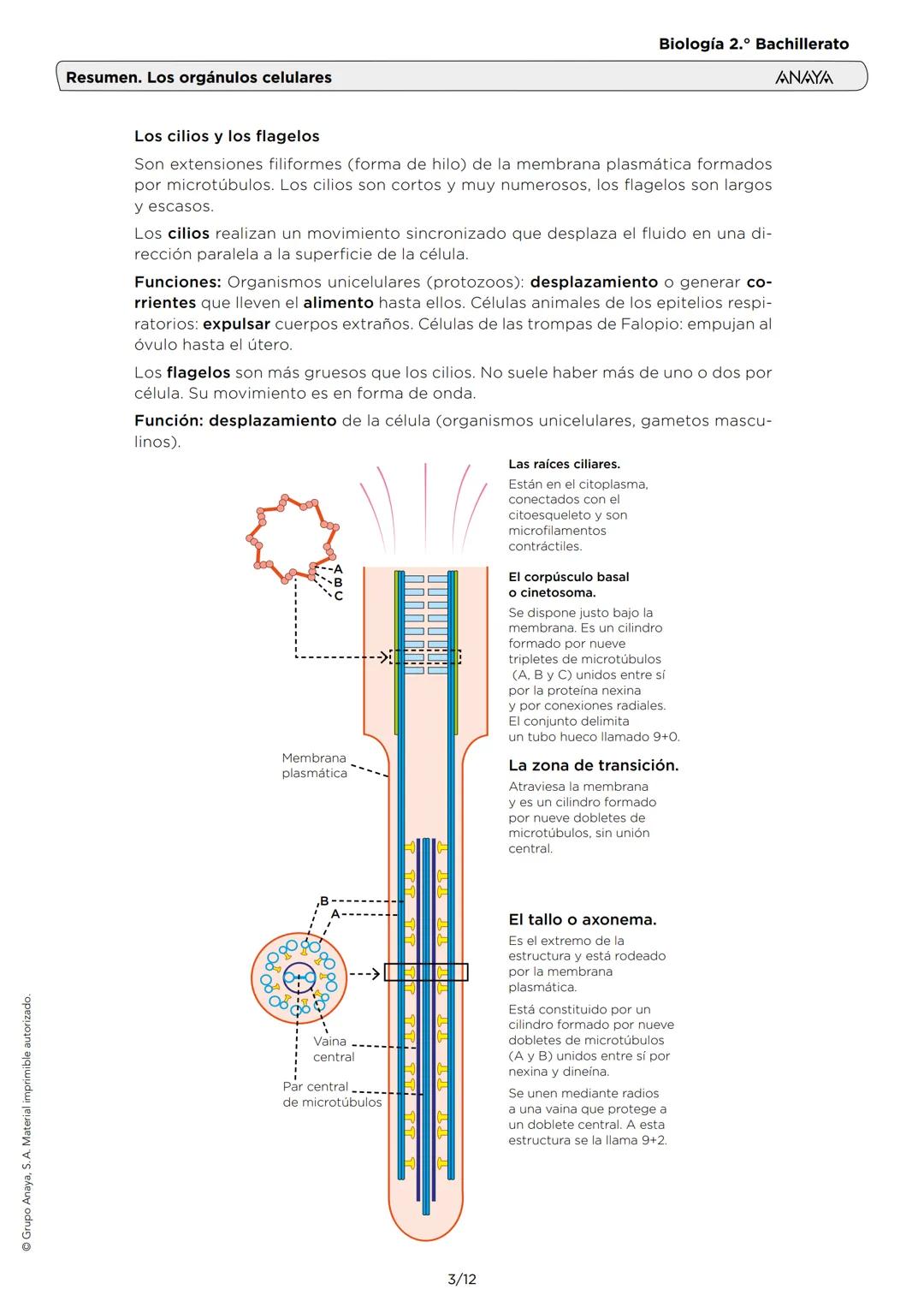 # Resumen. Los orgánulos celulares
Biología 2.º Bachillerato
ANAYA
1. EL CITOPLASMA Y EL CITOSOL
El citoplasma (interior de la célula) es
