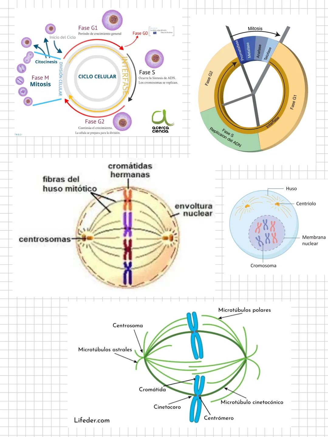 --- OCR Start ---
Biología
POSTULADOS DE LATEORÍA CELULAR
1-Célula unidad estructural:todos los seres vivos están formados por 1 o
más celul