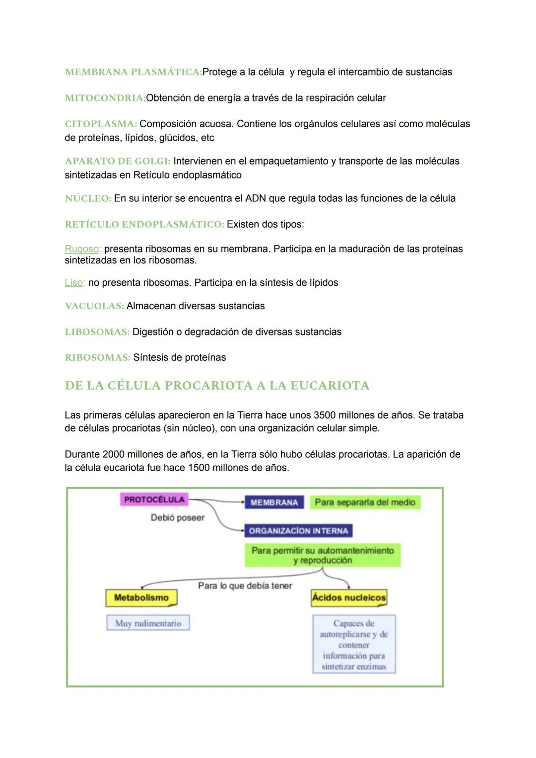 # TEMA 4: LA CÉLULA
## ¿QUÉ ES UNA CÉLULA?
Una célula es la unidad más pequeña de un ser vivo. Es la unidad fundamental de todos los
organ