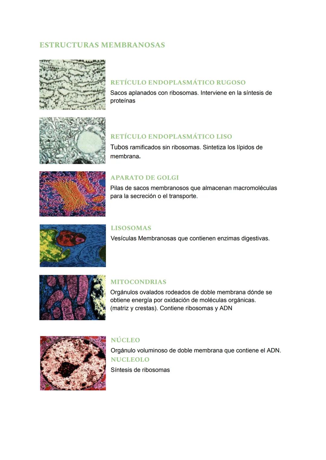 # TEMA 4: LA CÉLULA
## ¿QUÉ ES UNA CÉLULA?
Una célula es la unidad más pequeña de un ser vivo. Es la unidad fundamental de todos los
organ
