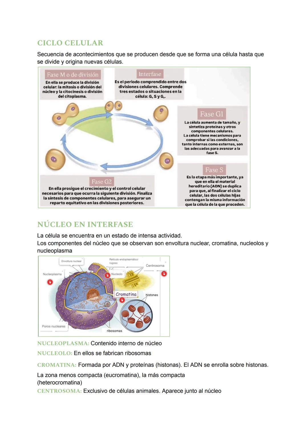 # LA REPRODUCCIÓN CELULAR
¿QUÉ ES LA REPRODUCCIÓN?
La reproducción es el proceso por el cual los seres vivos dan lugar a nuevos individuos