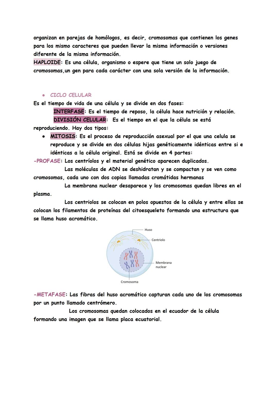 # TEMAS 4/5;: BIOQUÍMICA
Genética: Es la ciencia que estudia la herencia de caracteres es decir, cómo se
transmite la información para const