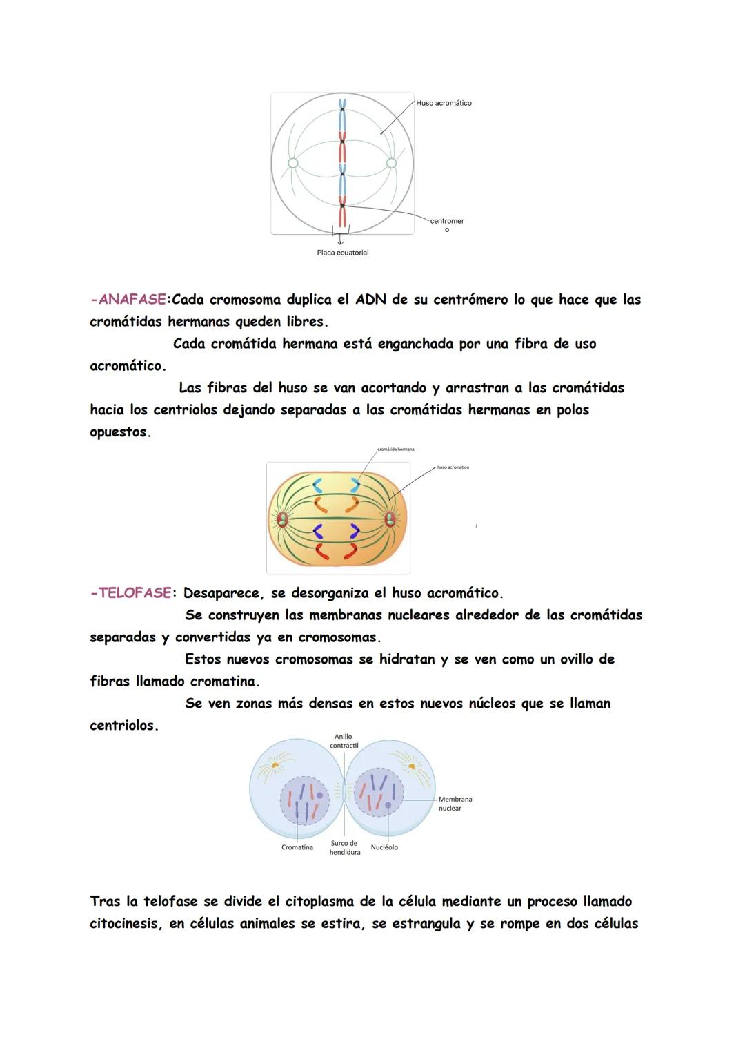 # TEMAS 4/5;: BIOQUÍMICA
Genética: Es la ciencia que estudia la herencia de caracteres es decir, cómo se
transmite la información para const