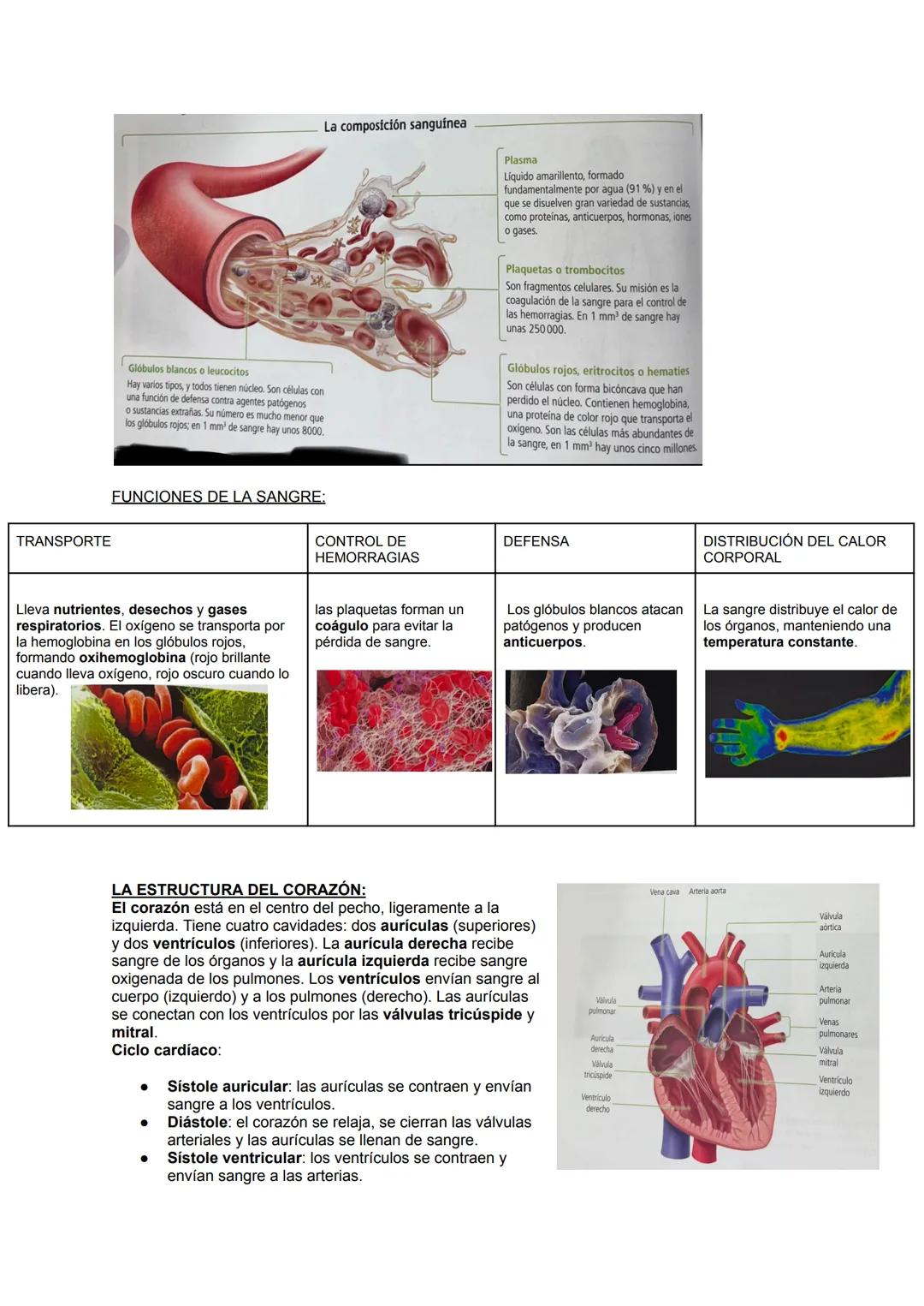 ## 2.3 SISTEMA CIRCULATORIO
El sistema circulatorio transporta oxígeno, nutrientes y elimina desechos. Se divide en dos
partes: el cardiova