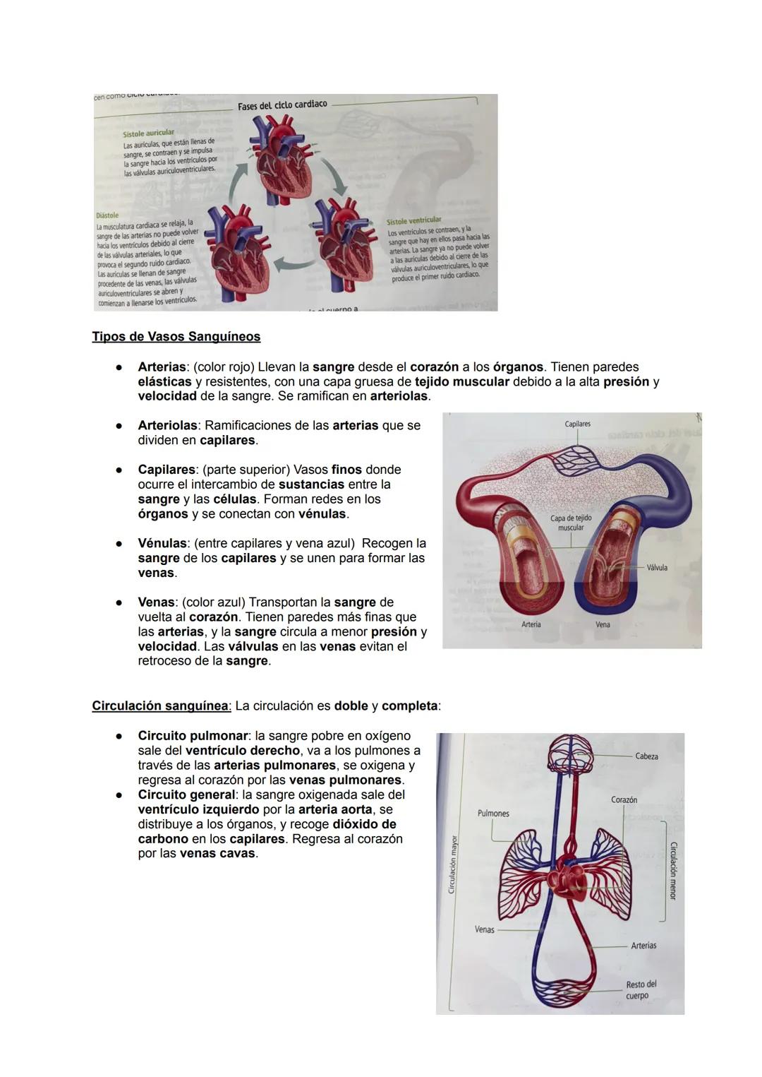 ## 2.3 SISTEMA CIRCULATORIO
El sistema circulatorio transporta oxígeno, nutrientes y elimina desechos. Se divide en dos
partes: el cardiova