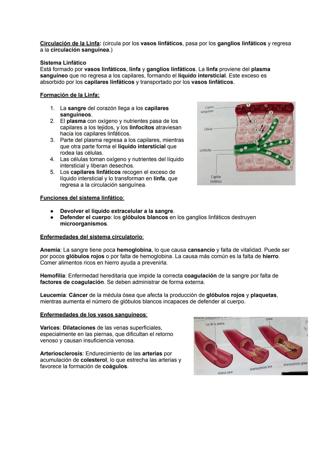## 2.3 SISTEMA CIRCULATORIO
El sistema circulatorio transporta oxígeno, nutrientes y elimina desechos. Se divide en dos
partes: el cardiova