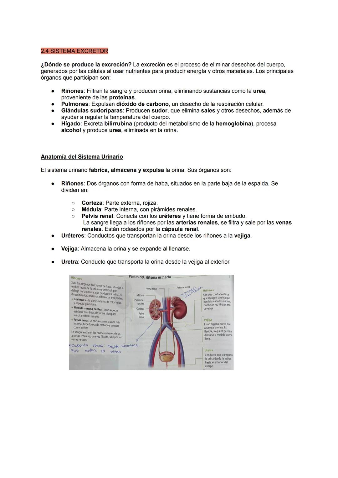 2.4 SISTEMA EXCRETOR
¿Dónde se produce la excreción? La excreción es el proceso de eliminar desechos del cuerpo,
generados por las células a