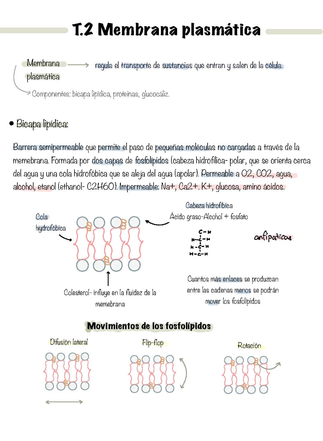 Membrana célular