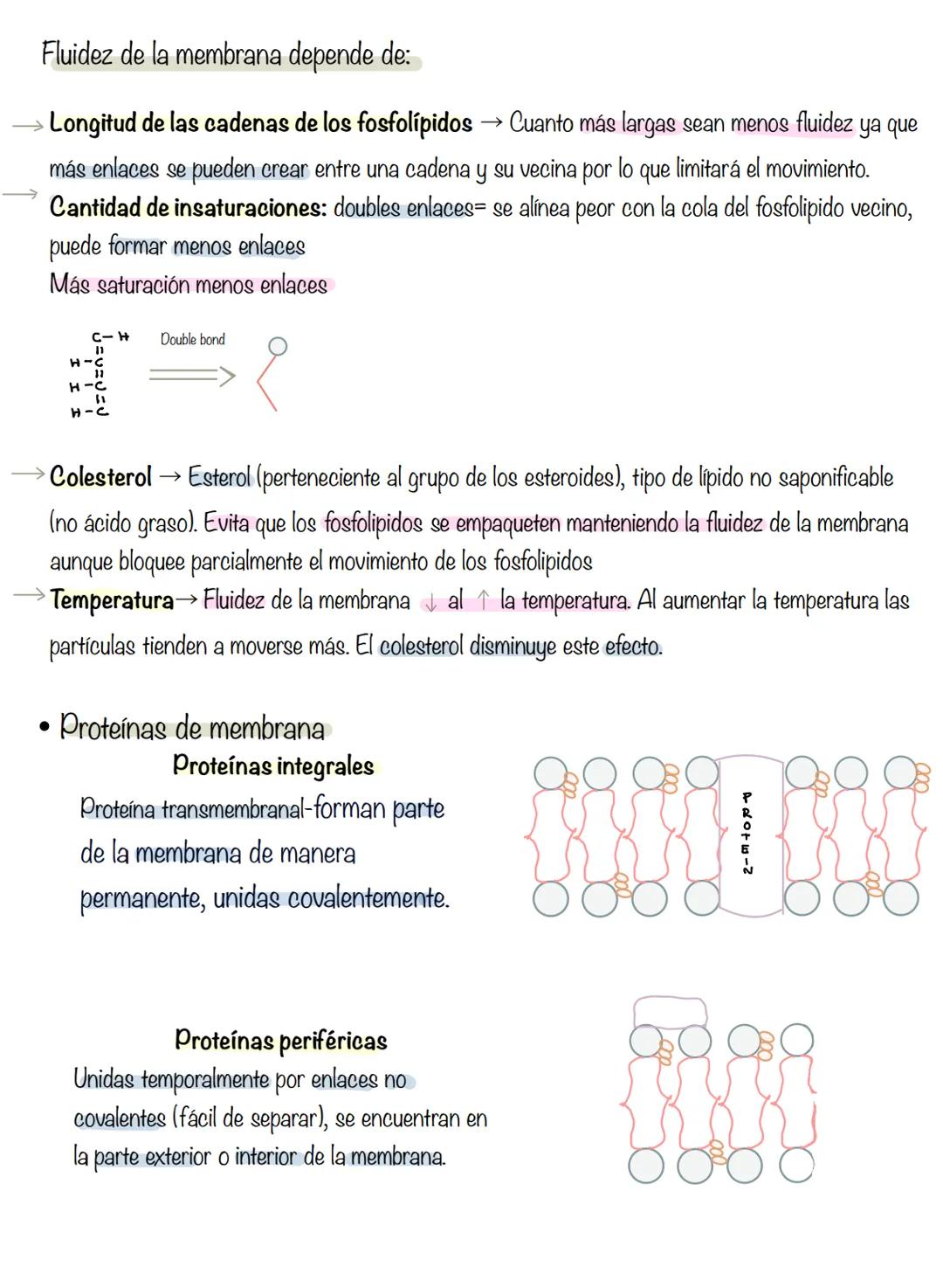 # T.2 Membrana plasmática
Membrana
→ regula el transporte de sustancias que entran y salen de la célula.
plasmática
Componentes: bicapa lip