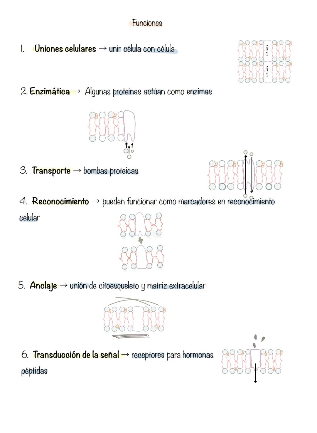 # T.2 Membrana plasmática
Membrana
→ regula el transporte de sustancias que entran y salen de la célula.
plasmática
Componentes: bicapa lip