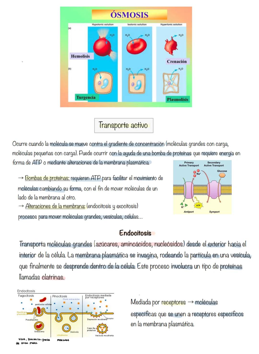 # T.2 Membrana plasmática
Membrana
→ regula el transporte de sustancias que entran y salen de la célula.
plasmática
Componentes: bicapa lip