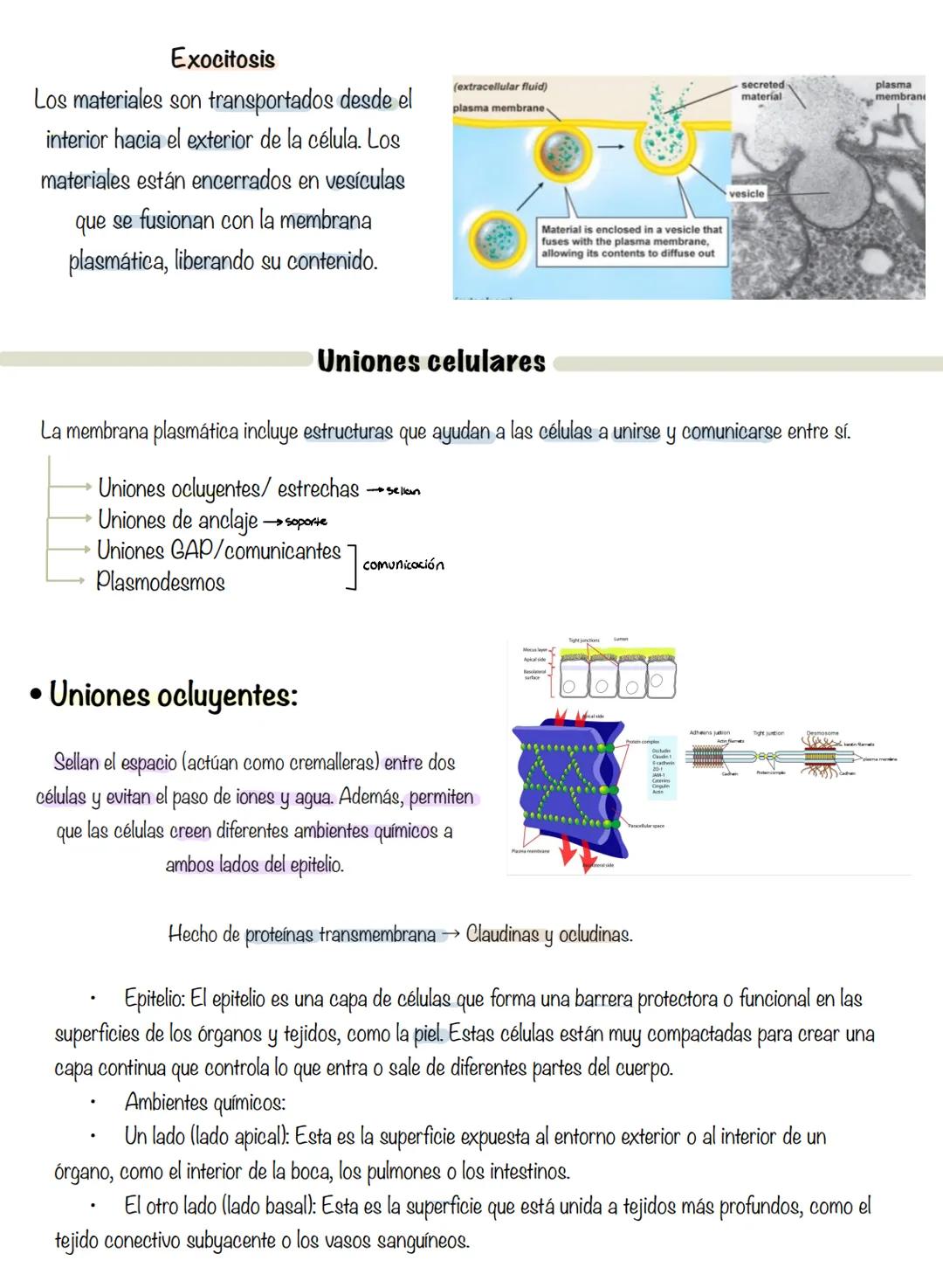 # T.2 Membrana plasmática
Membrana
→ regula el transporte de sustancias que entran y salen de la célula.
plasmática
Componentes: bicapa lip
