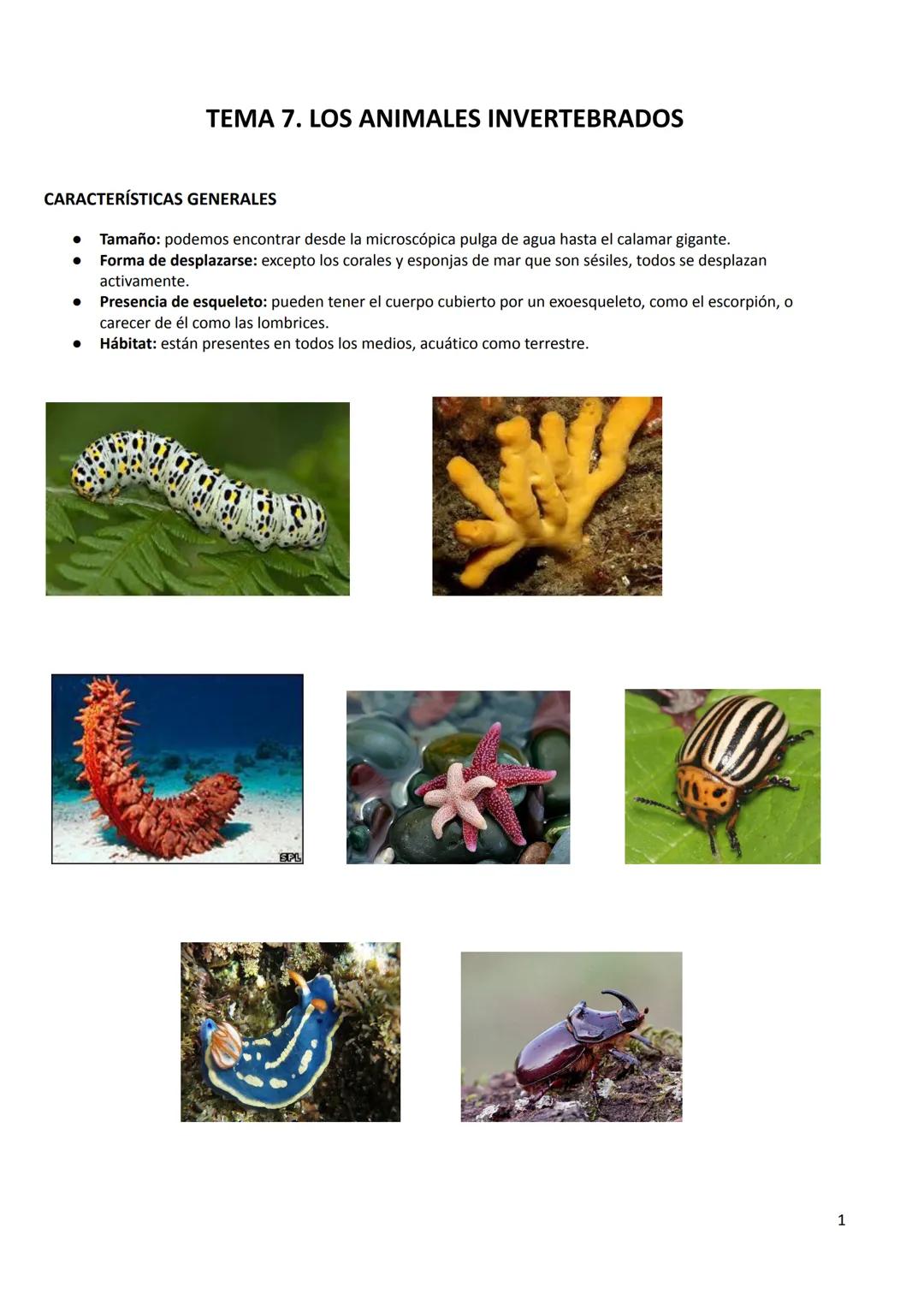 # TEMA 7. LOS ANIMALES INVERTEBRADOS
CARACTERÍSTICAS GENERALES
- Tamaño: podemos encontrar desde la microscópica pulga de agua hasta el ca