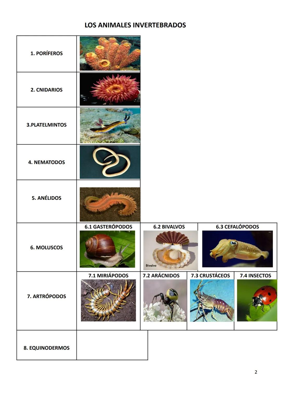 # TEMA 7. LOS ANIMALES INVERTEBRADOS
CARACTERÍSTICAS GENERALES
- Tamaño: podemos encontrar desde la microscópica pulga de agua hasta el ca