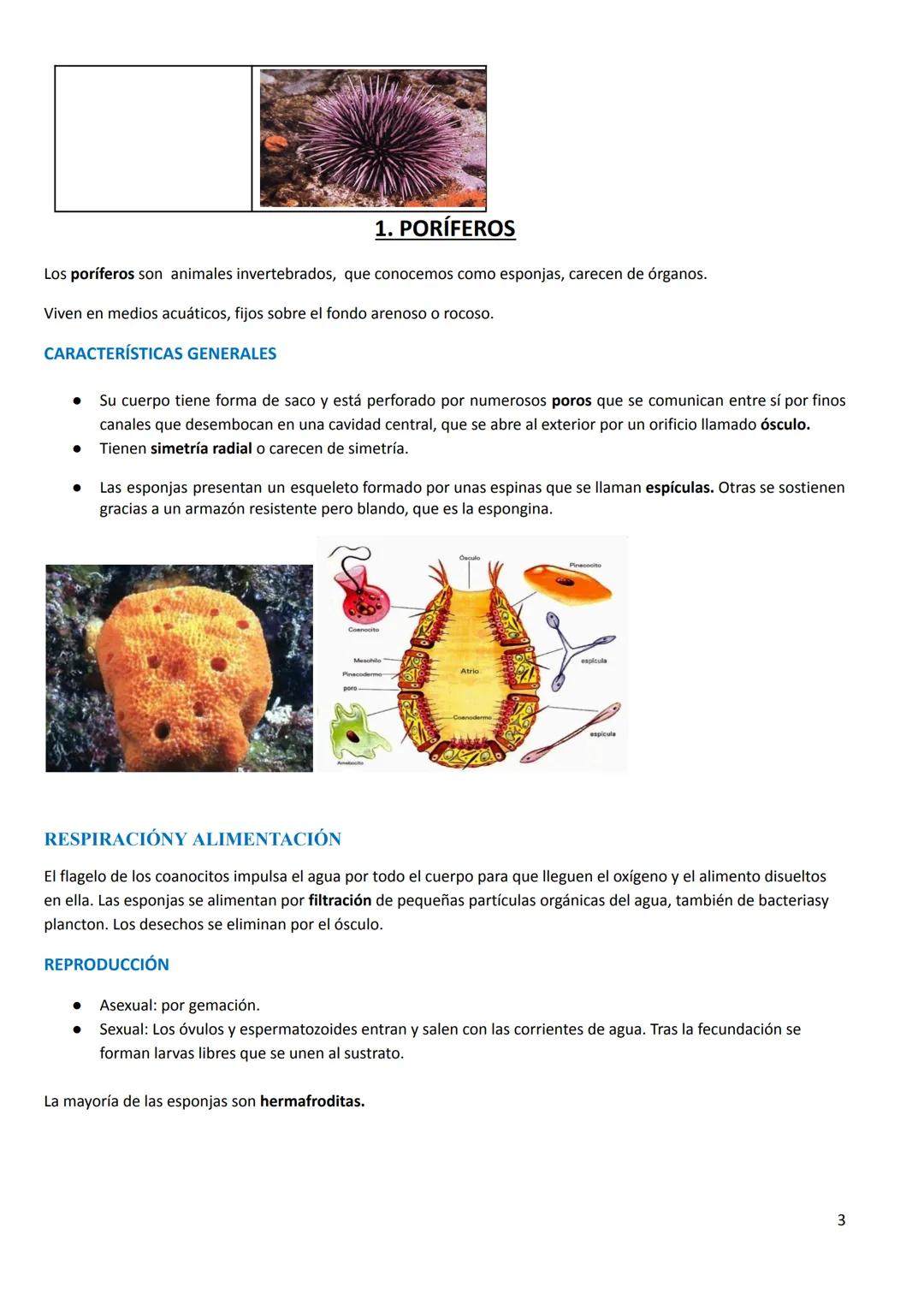 # TEMA 7. LOS ANIMALES INVERTEBRADOS
CARACTERÍSTICAS GENERALES
- Tamaño: podemos encontrar desde la microscópica pulga de agua hasta el ca
