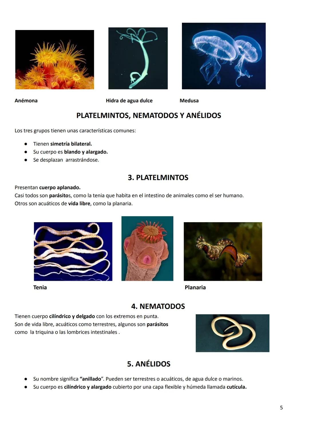 # TEMA 7. LOS ANIMALES INVERTEBRADOS
CARACTERÍSTICAS GENERALES
- Tamaño: podemos encontrar desde la microscópica pulga de agua hasta el ca