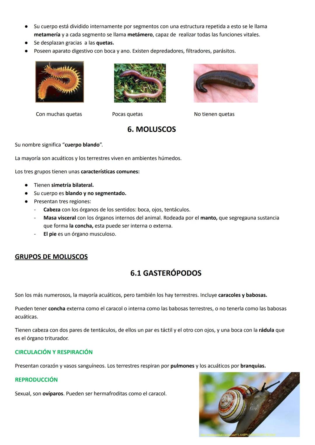 # TEMA 7. LOS ANIMALES INVERTEBRADOS
CARACTERÍSTICAS GENERALES
- Tamaño: podemos encontrar desde la microscópica pulga de agua hasta el ca