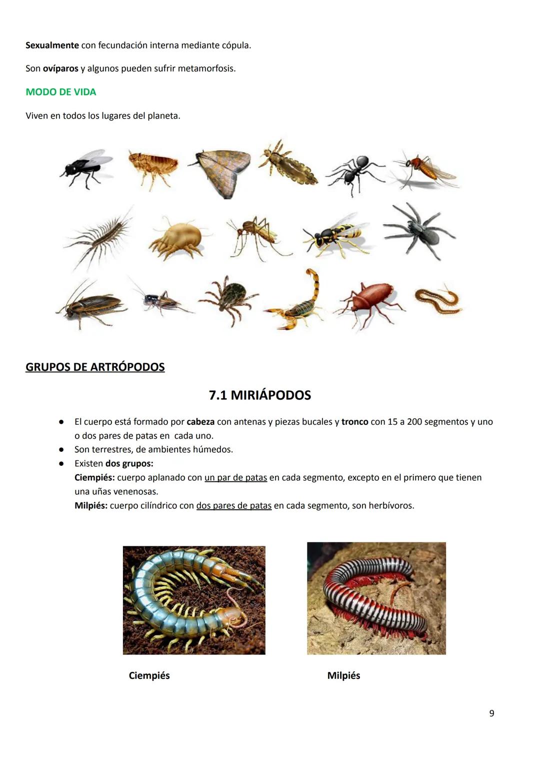# TEMA 7. LOS ANIMALES INVERTEBRADOS
CARACTERÍSTICAS GENERALES
- Tamaño: podemos encontrar desde la microscópica pulga de agua hasta el ca