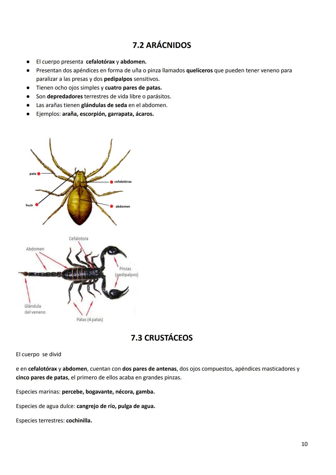 # TEMA 7. LOS ANIMALES INVERTEBRADOS
CARACTERÍSTICAS GENERALES
* Tamaño: podemos encontrar desde la microscópica pulga de agua hasta el