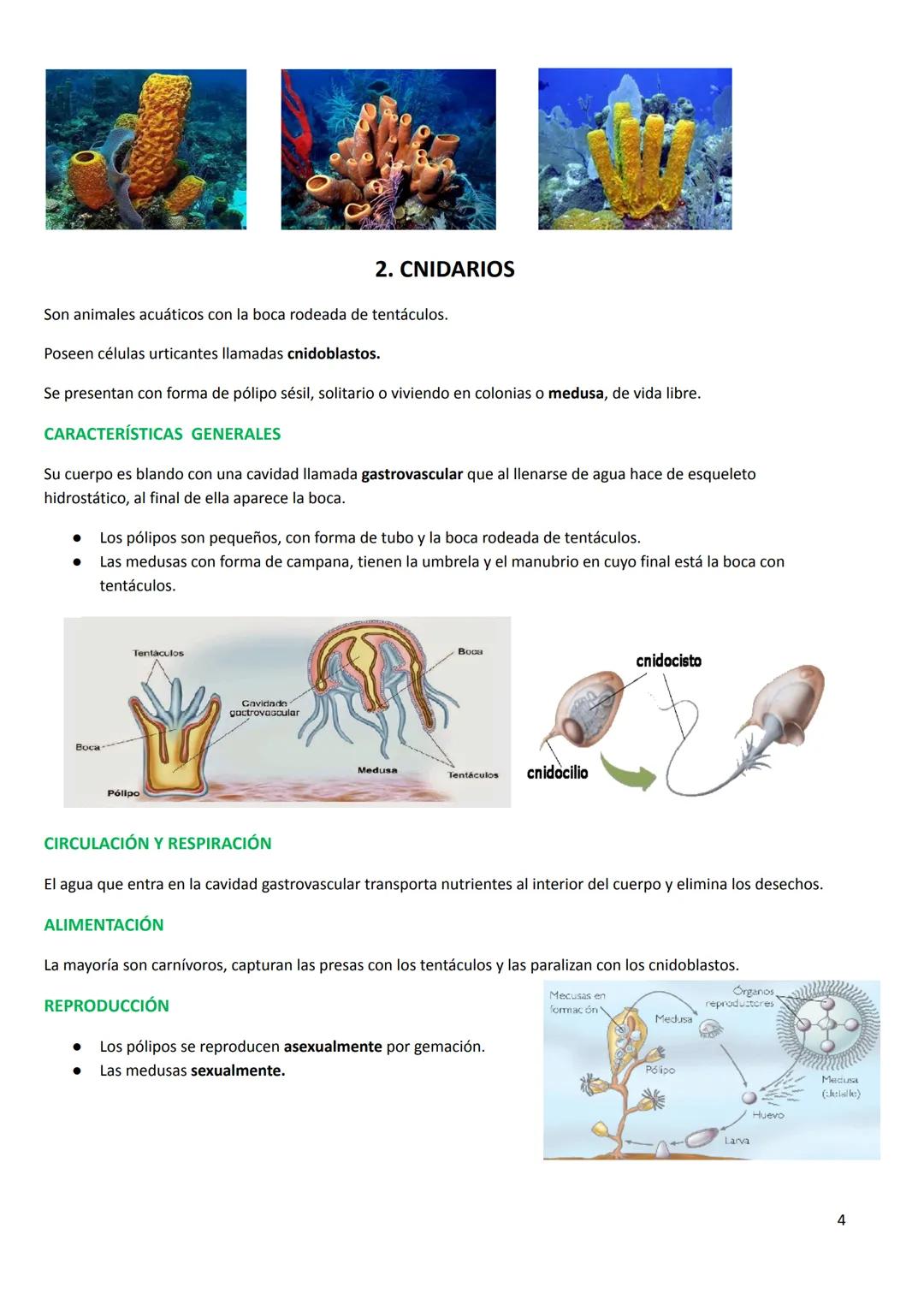 # TEMA 7. LOS ANIMALES INVERTEBRADOS
CARACTERÍSTICAS GENERALES
* Tamaño: podemos encontrar desde la microscópica pulga de agua hasta el
