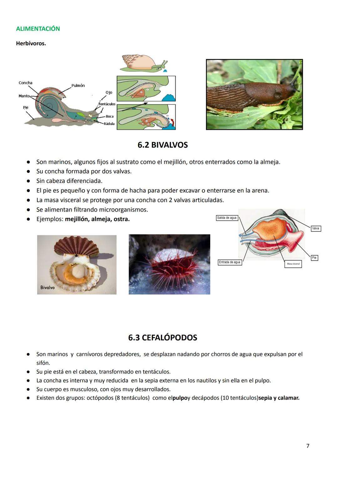 # TEMA 7. LOS ANIMALES INVERTEBRADOS
CARACTERÍSTICAS GENERALES
* Tamaño: podemos encontrar desde la microscópica pulga de agua hasta el