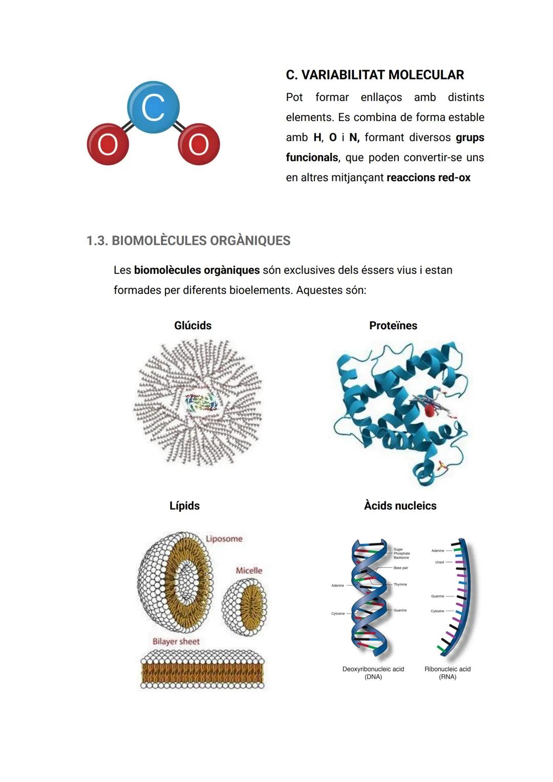 ÍNDEX
..
1. LA COMPOSICIÓ DE LA MATÈRIA VIVA...
2
1.1. CARACTERÍSTIQUES DELS ÉSSERS VIUS...
2
1.2. ELS BIOELEMENTS...
2
1.3. BIOMOLÈCULES O