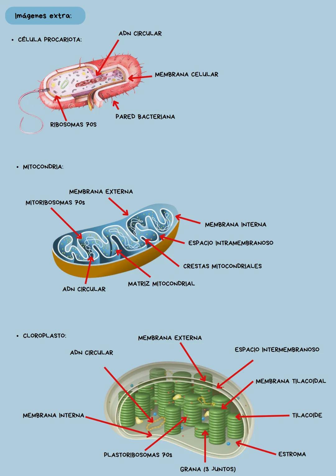 --- OCR Start ---
X
TEMA 1
La célula y la
reproducción celular
Iván Alonso Ortega. 4º ESO C. N^{0} 1.
--- OCR End --- 1. Concepto de ser viv