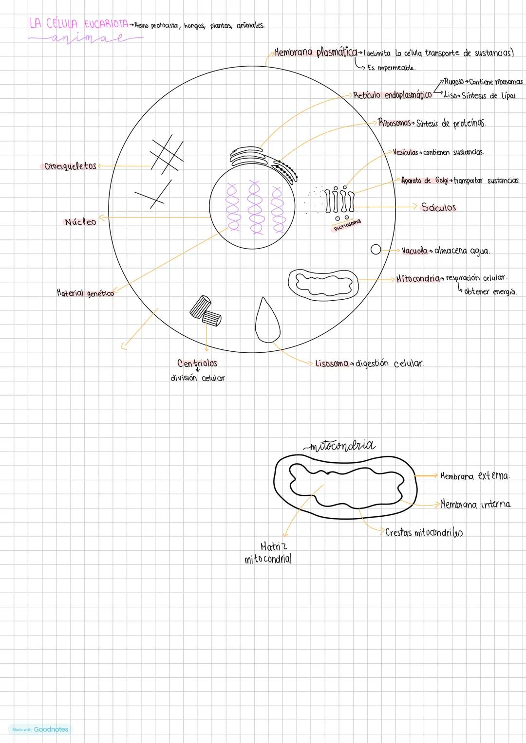 Made with Goodnotes --- OCR Start ---
biologia
Teoría celular principios: (1333)
- Todos los seres vivos están formados por una o más célula