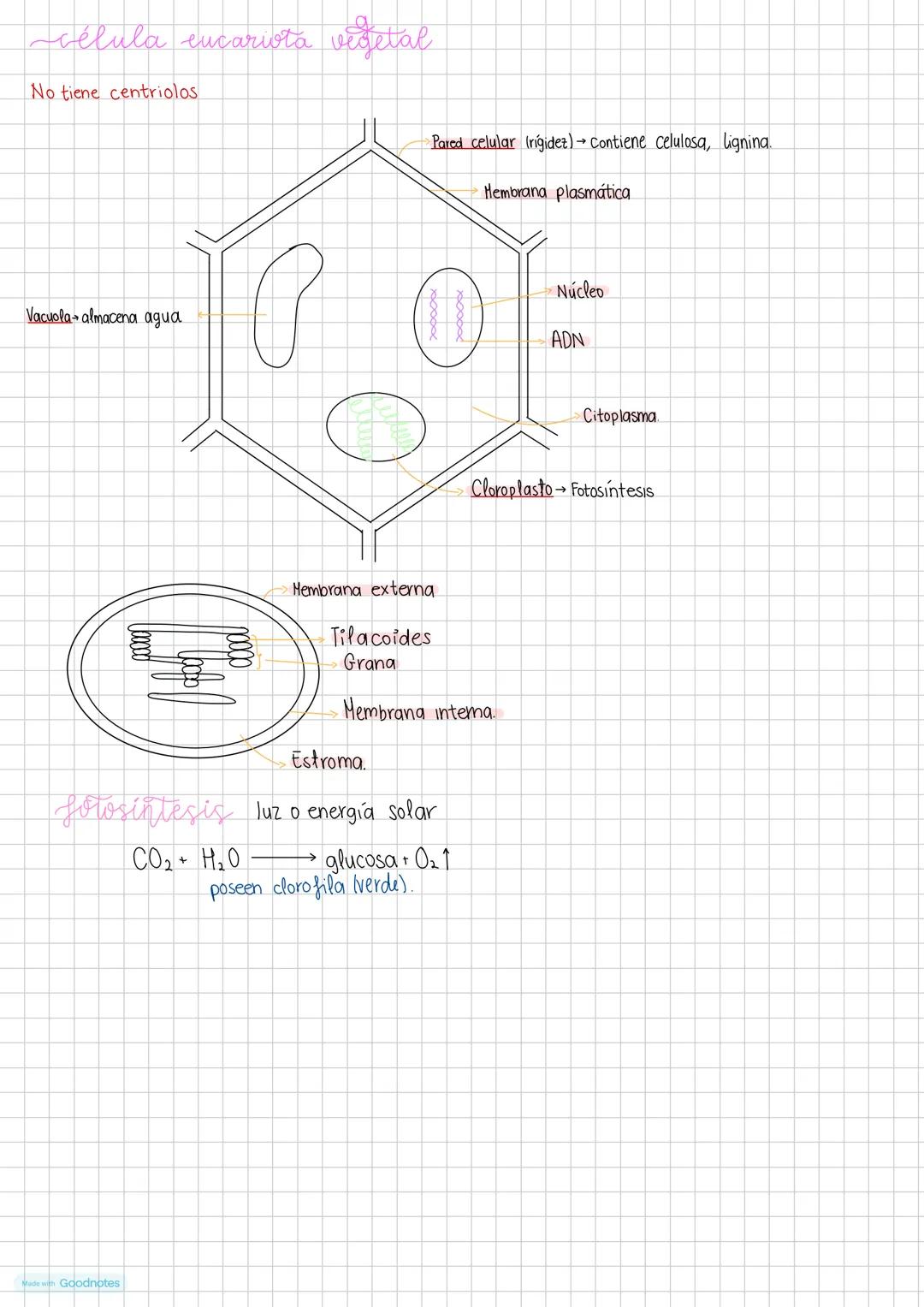 Made with Goodnotes --- OCR Start ---
biologia
Teoría celular principios: (1333)
- Todos los seres vivos están formados por una o más célula
