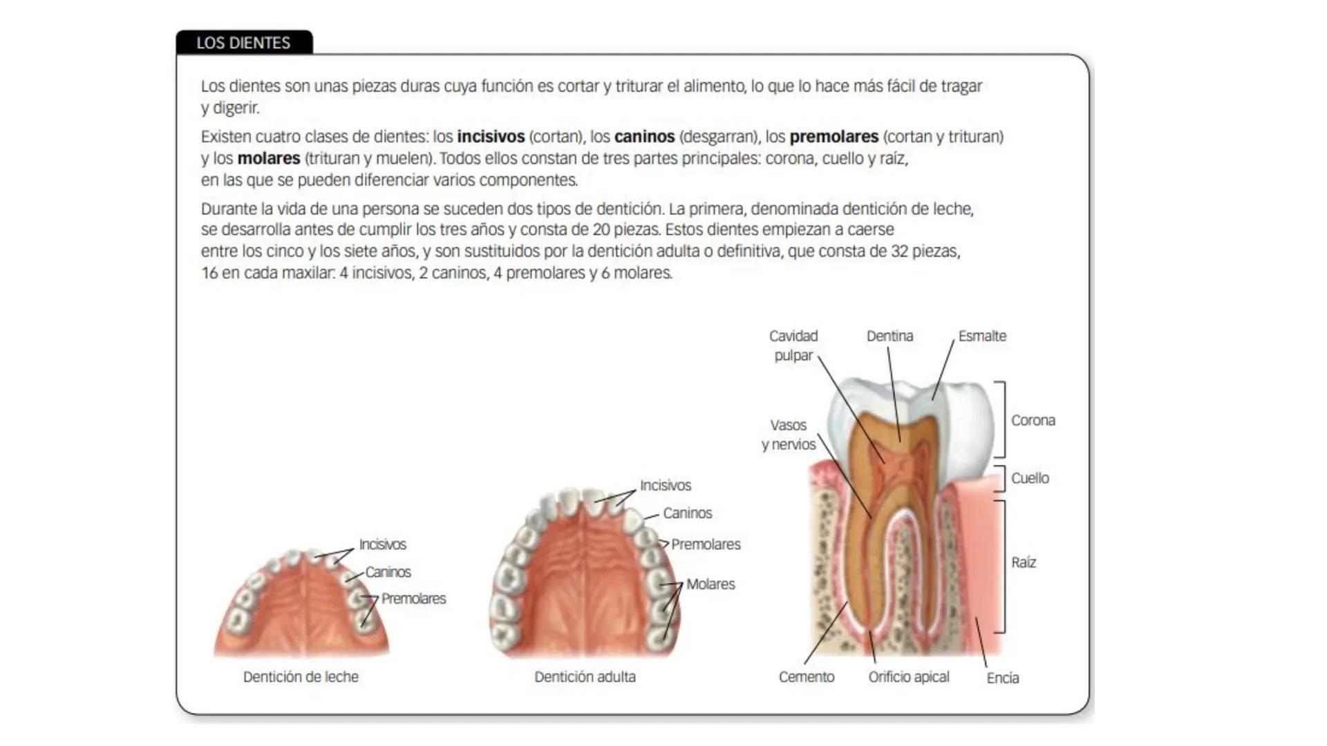 # LA CIRCULACIÓN
# Y LA DIGESTIÓN
3ºESO 23-24
PARTE 2 # Alimentación y nutrición
RECUERDA
SISTEMAS QUE INTERVIENEN EN LA FUNCIÓN DE NUTR
