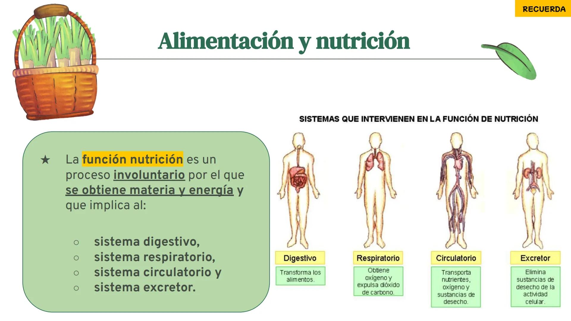 # LA CIRCULACIÓN
# Y LA DIGESTIÓN
3ºESO 23-24
PARTE 2 # Alimentación y nutrición
RECUERDA
SISTEMAS QUE INTERVIENEN EN LA FUNCIÓN DE NUTR