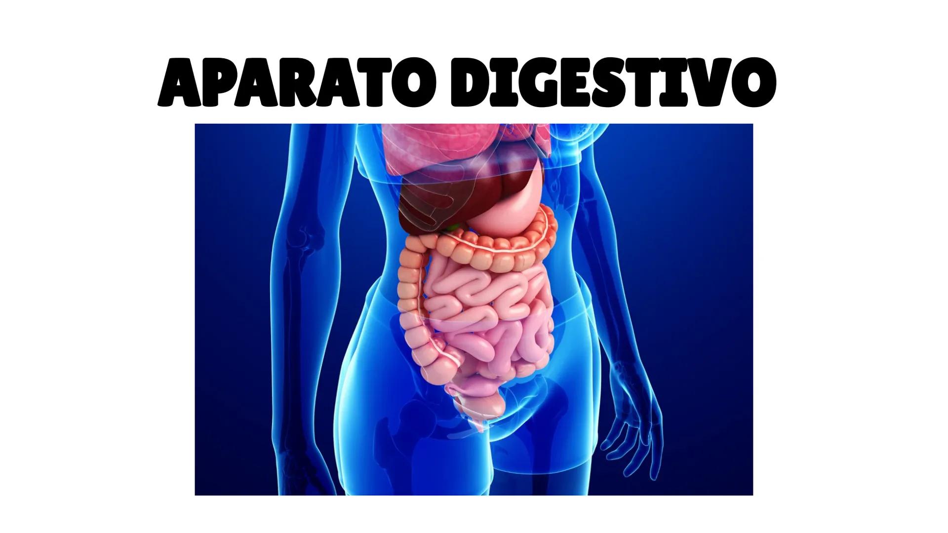 # LA CIRCULACIÓN
# Y LA DIGESTIÓN
3ºESO 23-24
PARTE 2 # Alimentación y nutrición
RECUERDA
SISTEMAS QUE INTERVIENEN EN LA FUNCIÓN DE NUTR