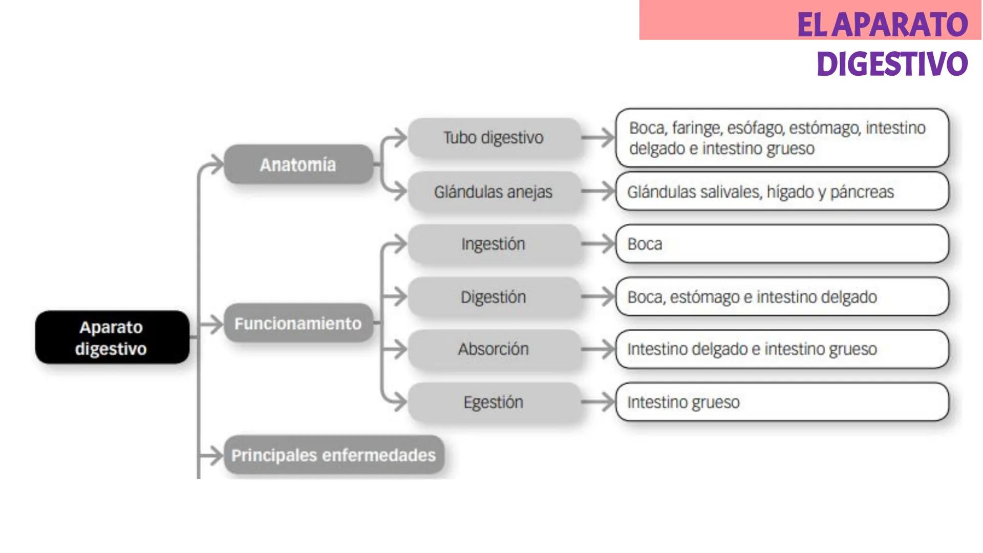 # LA CIRCULACIÓN
# Y LA DIGESTIÓN
3ºESO 23-24
PARTE 2 # Alimentación y nutrición
RECUERDA
SISTEMAS QUE INTERVIENEN EN LA FUNCIÓN DE NUTR