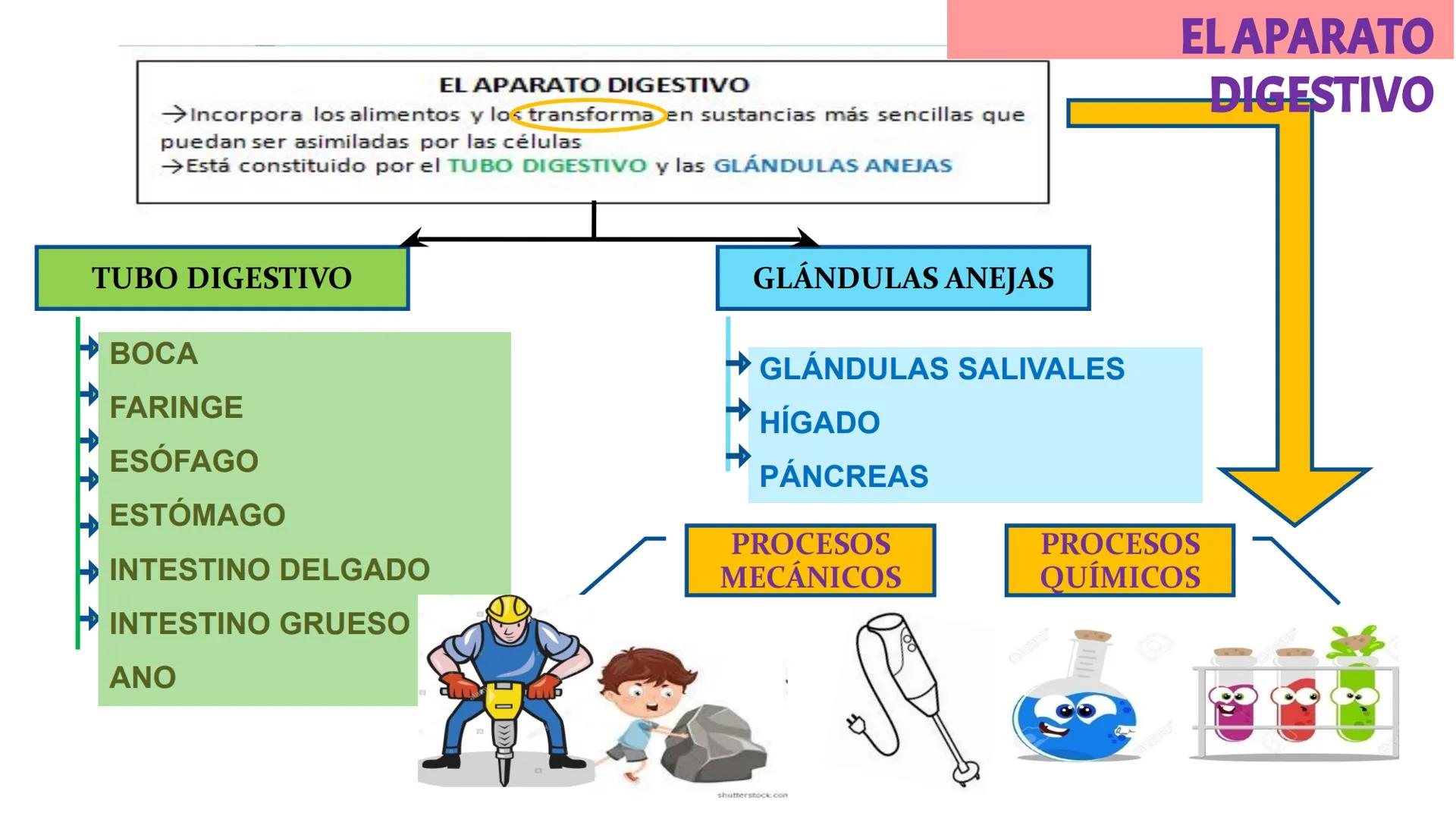 # LA CIRCULACIÓN
# Y LA DIGESTIÓN
3ºESO 23-24
PARTE 2 # Alimentación y nutrición
RECUERDA
SISTEMAS QUE INTERVIENEN EN LA FUNCIÓN DE NUTR