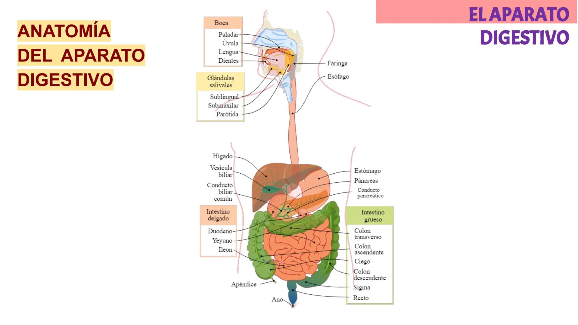 # LA CIRCULACIÓN
# Y LA DIGESTIÓN
3ºESO 23-24
PARTE 2 # Alimentación y nutrición
RECUERDA
SISTEMAS QUE INTERVIENEN EN LA FUNCIÓN DE NUTR