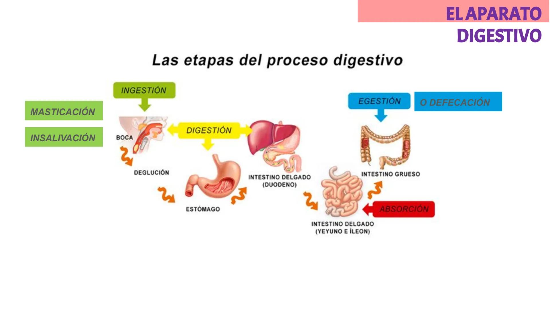 # LA CIRCULACIÓN
# Y LA DIGESTIÓN
3ºESO 23-24
PARTE 2 # Alimentación y nutrición
RECUERDA
SISTEMAS QUE INTERVIENEN EN LA FUNCIÓN DE NUTR