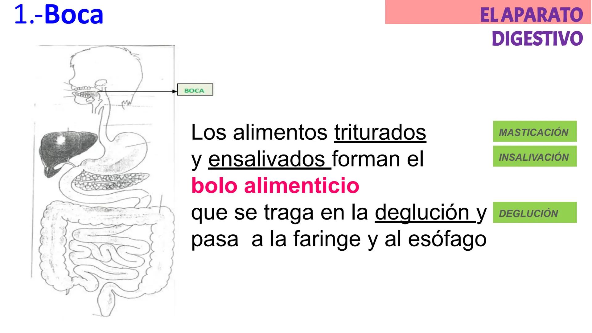 # LA CIRCULACIÓN
# Y LA DIGESTIÓN
3ºESO 23-24
PARTE 2 # Alimentación y nutrición
RECUERDA
SISTEMAS QUE INTERVIENEN EN LA FUNCIÓN DE NUTR