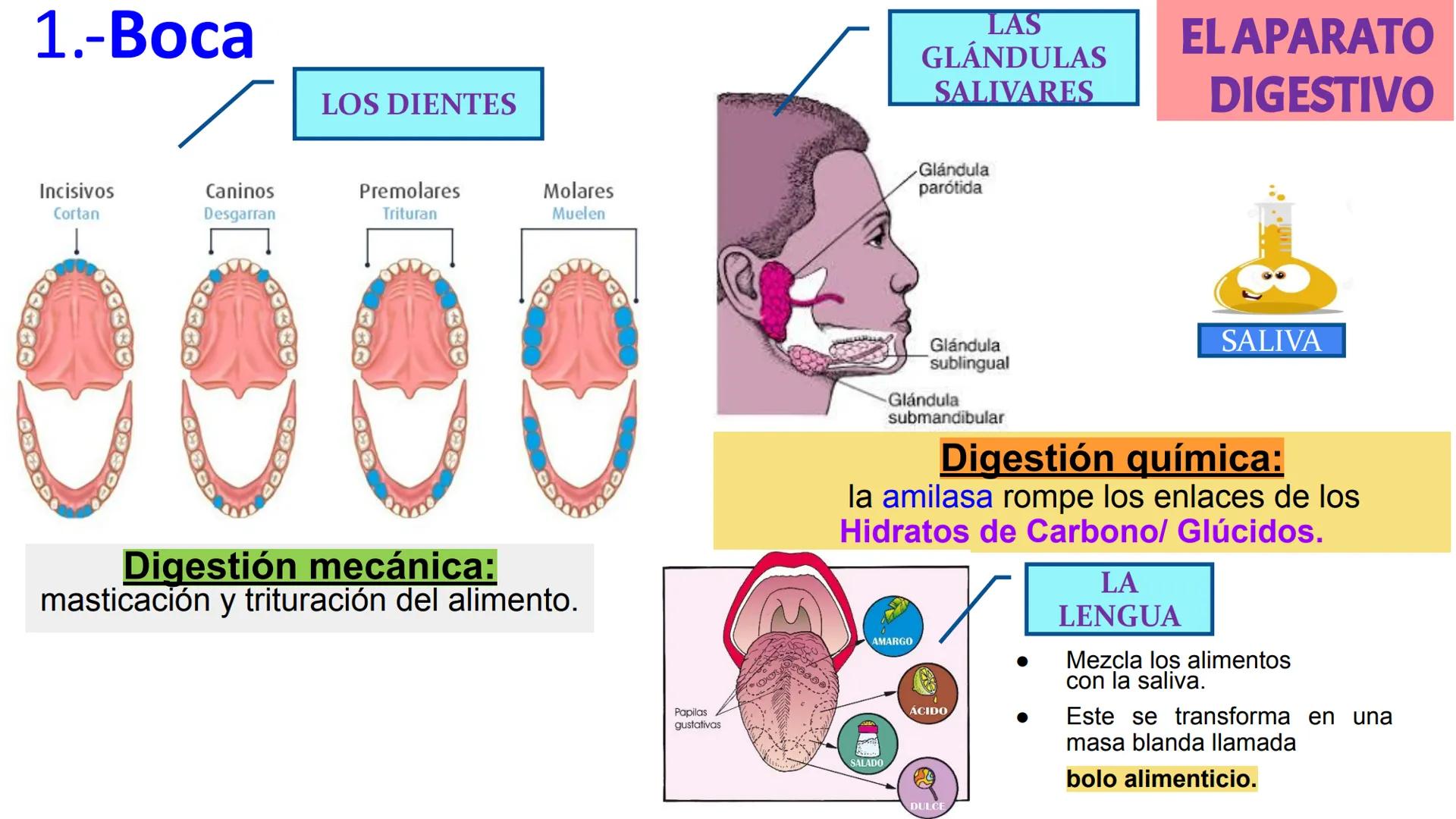 # LA CIRCULACIÓN
# Y LA DIGESTIÓN
3ºESO 23-24
PARTE 2 # Alimentación y nutrición
RECUERDA
SISTEMAS QUE INTERVIENEN EN LA FUNCIÓN DE NUTR