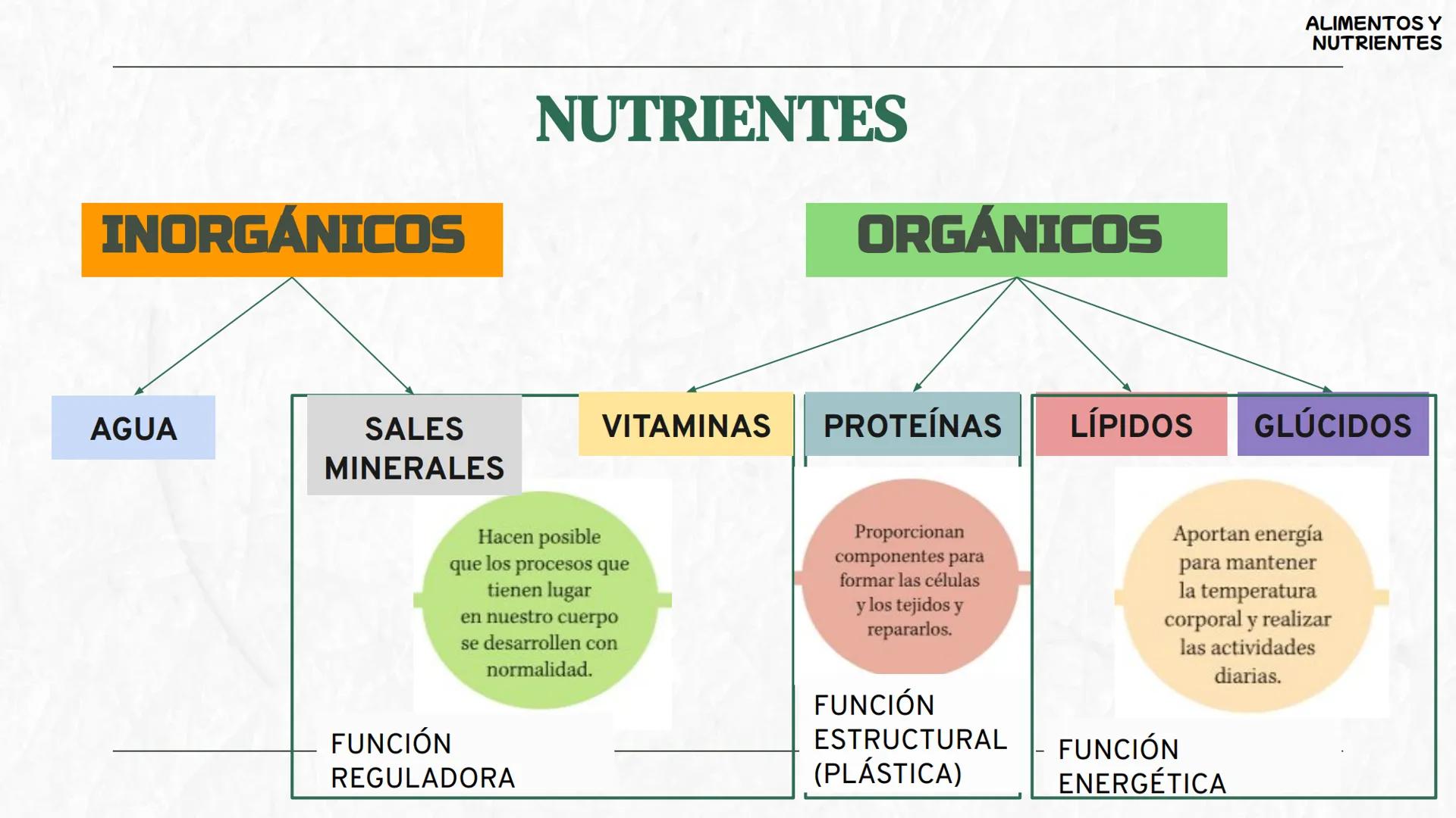# La
alimentación
3oESO ByG 24-25 # ÍNDICE
1 Los alimentos y los nutrientes
2 Valor energético de los nutrientes
3 La dieta saludable