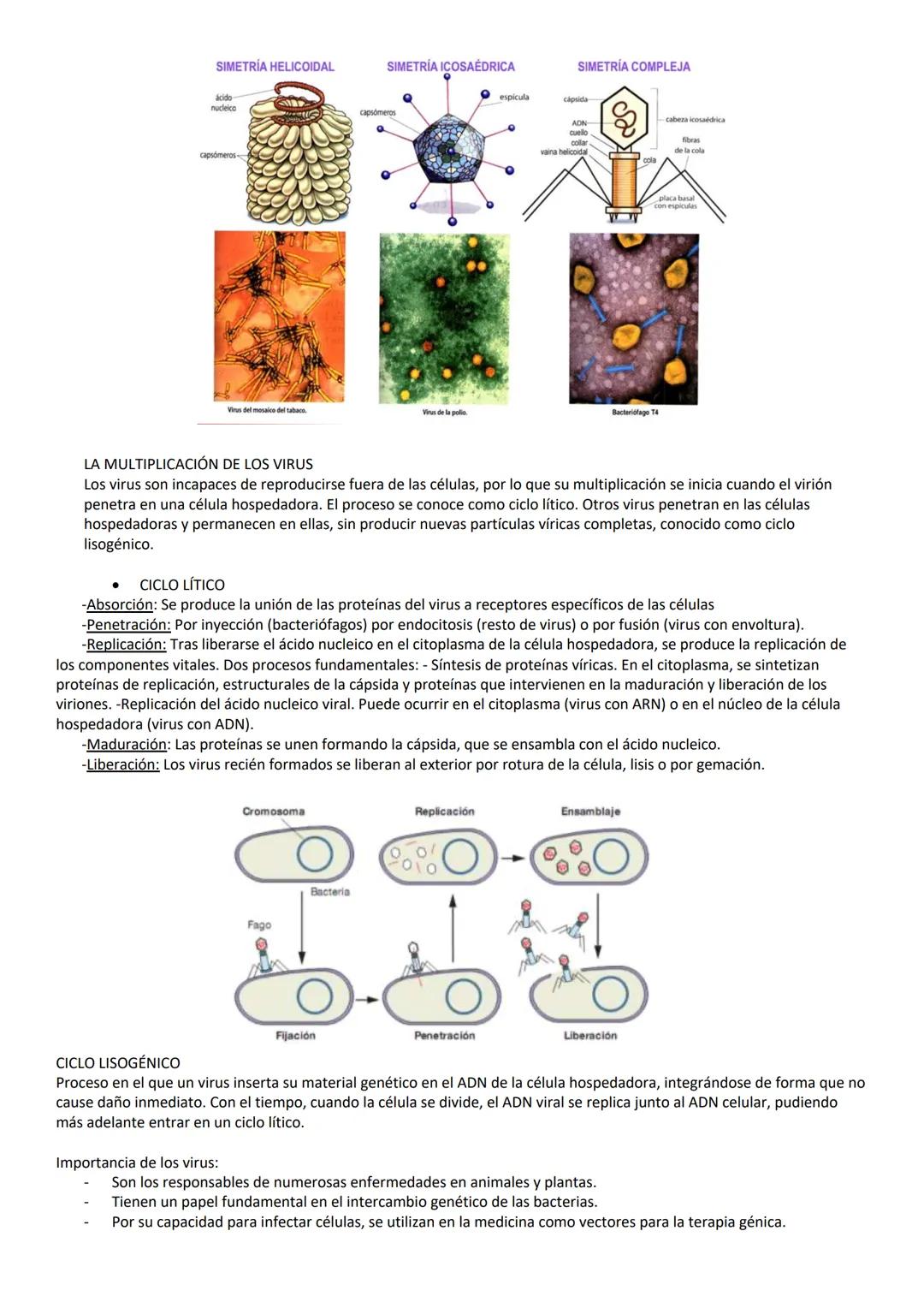 # MICROORGANISMOS Y FORMAS ACELULARES
1. MICROORGANISMOS: Concepto y diversidad
Los microorganismos son un grupo de seres vivos que solo p