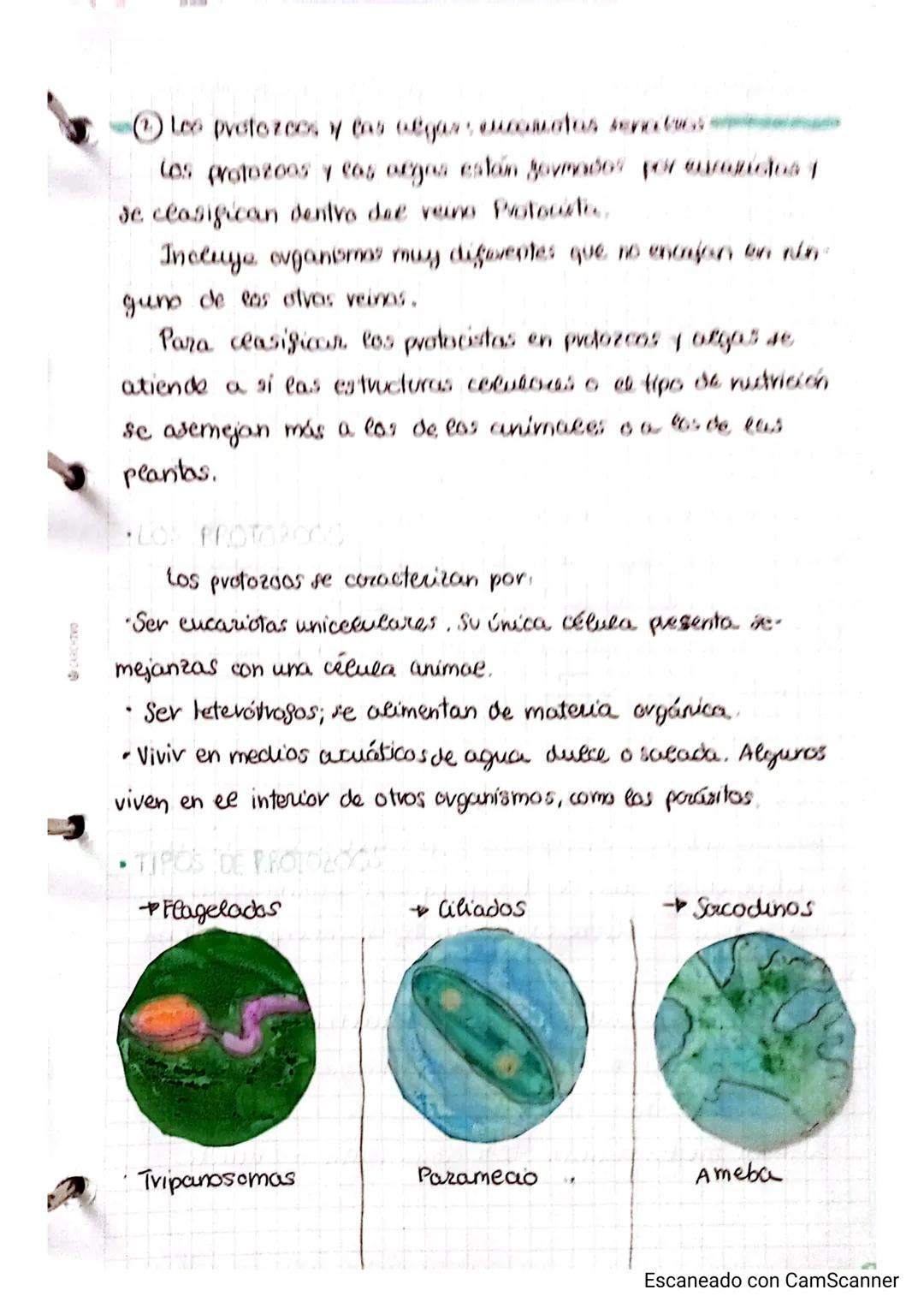 CARCHIVO
# Tema 2.4y2.5
LOS ORGANISMOS MÁS SENCILLOS Y EL PAPEL DE LOS MICROORGANISMOS
¿cómo son eas bacterias?
Las bacterias son eos orga