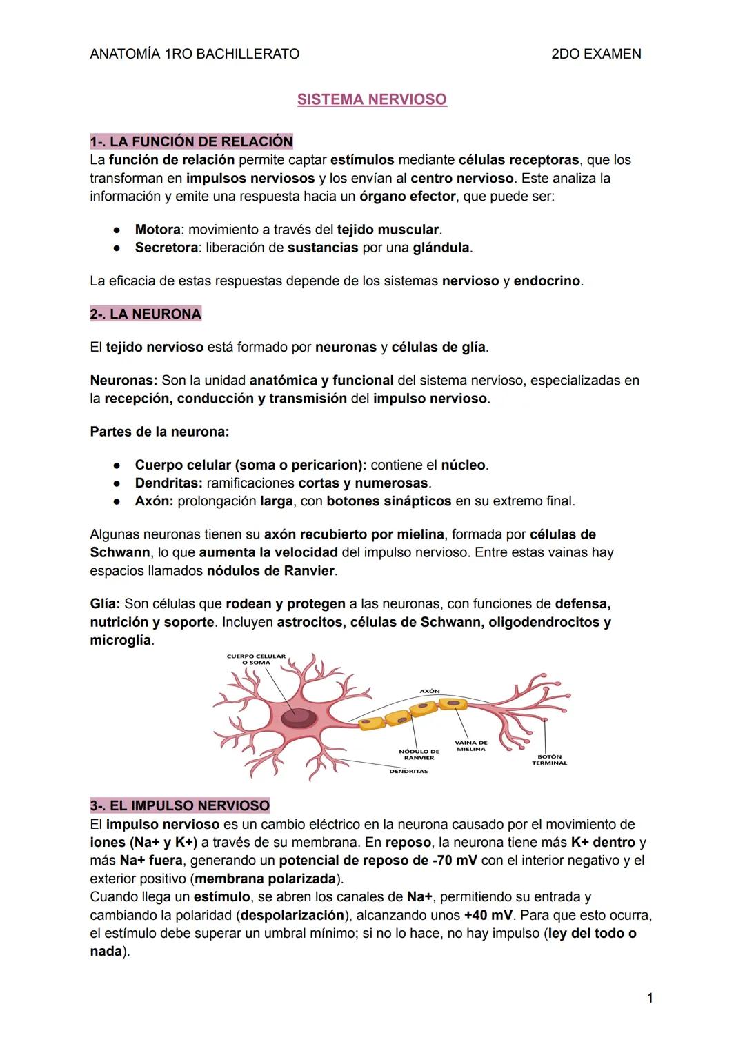 ANATOMÍA 1RO BACHILLERATO
SISTEMA NERVIOSO
2DO EXAMEN
1-. LA FUNCIÓN DE RELACIÓN
La función de relación permite captar estímulos mediant