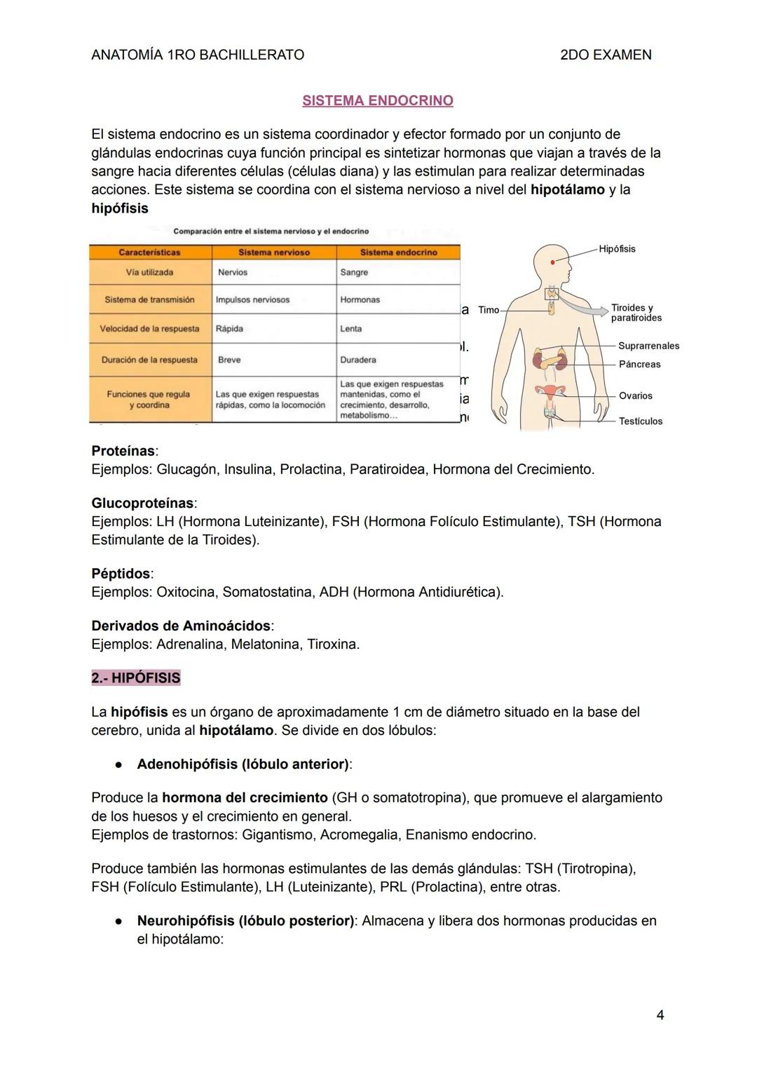ANATOMÍA 1RO BACHILLERATO
SISTEMA NERVIOSO
2DO EXAMEN
1-. LA FUNCIÓN DE RELACIÓN
La función de relación permite captar estímulos mediant