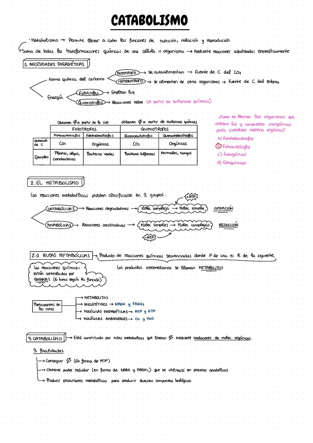 Catabolismo y anabolismo