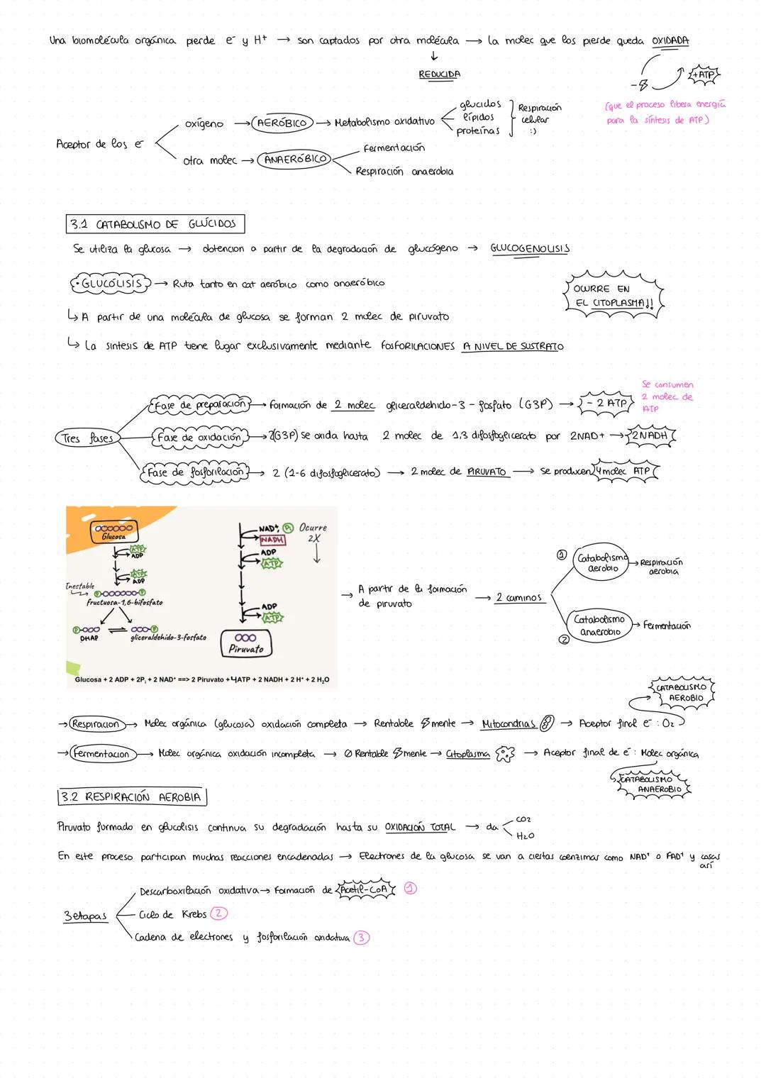 # CATABOLISMO
• Metabolismo → Permite llevar a cabo las funciones de nutrición, relación y reproducción
Suma de todas las transformaciones