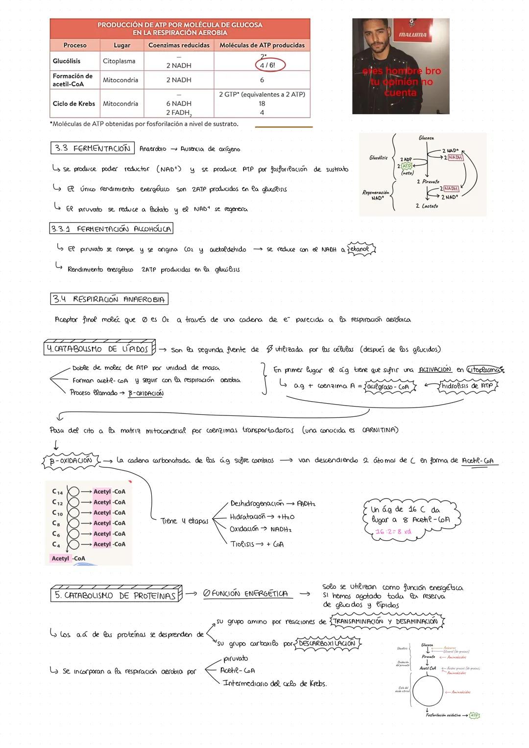 # CATABOLISMO
• Metabolismo → Permite llevar a cabo las funciones de nutrición, relación y reproducción
Suma de todas las transformaciones