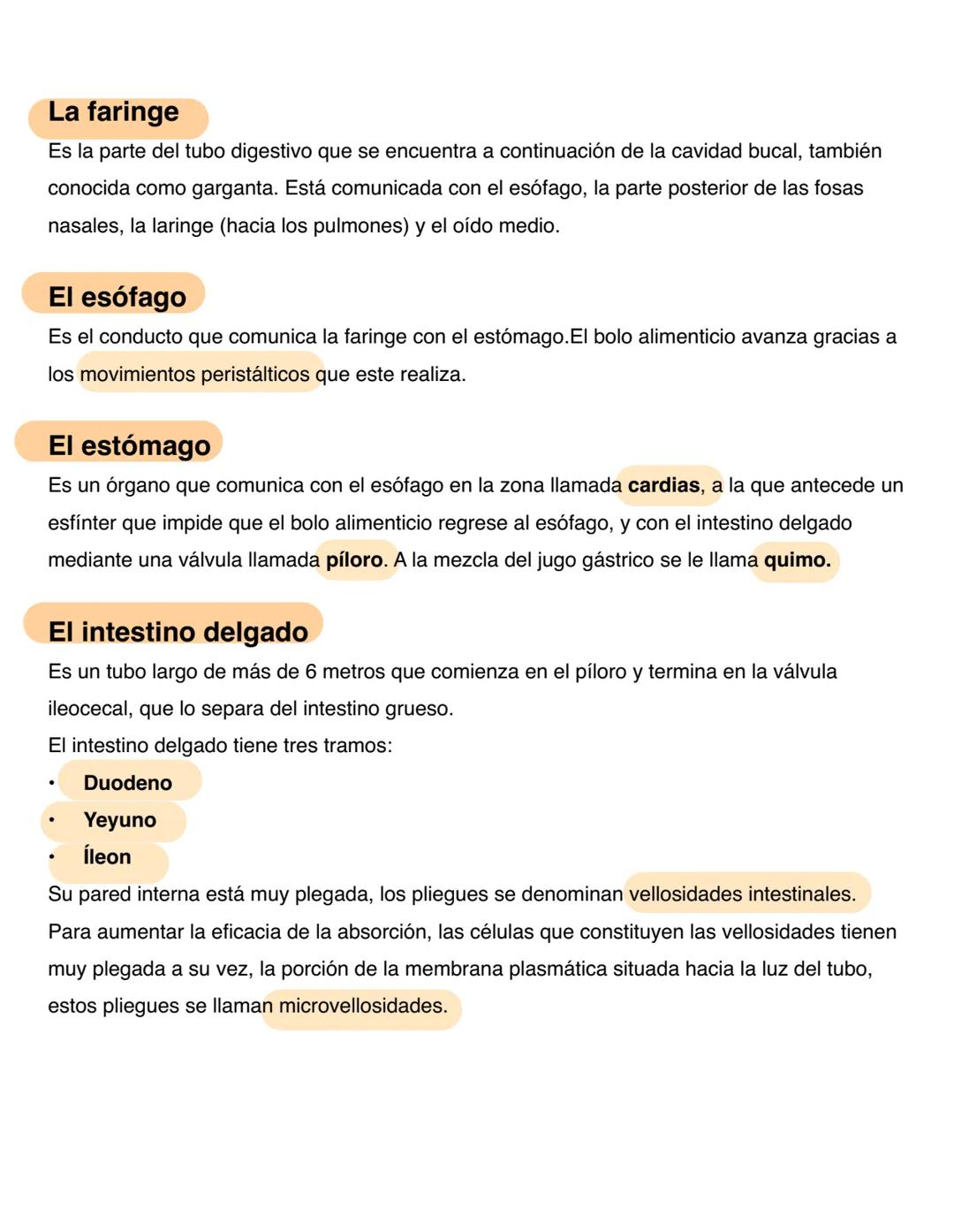# El Aparato Digestivo
El aparato digestivo introduce los alimentos en el organismo, los transforma para convertirlos
en nutrientes y absor