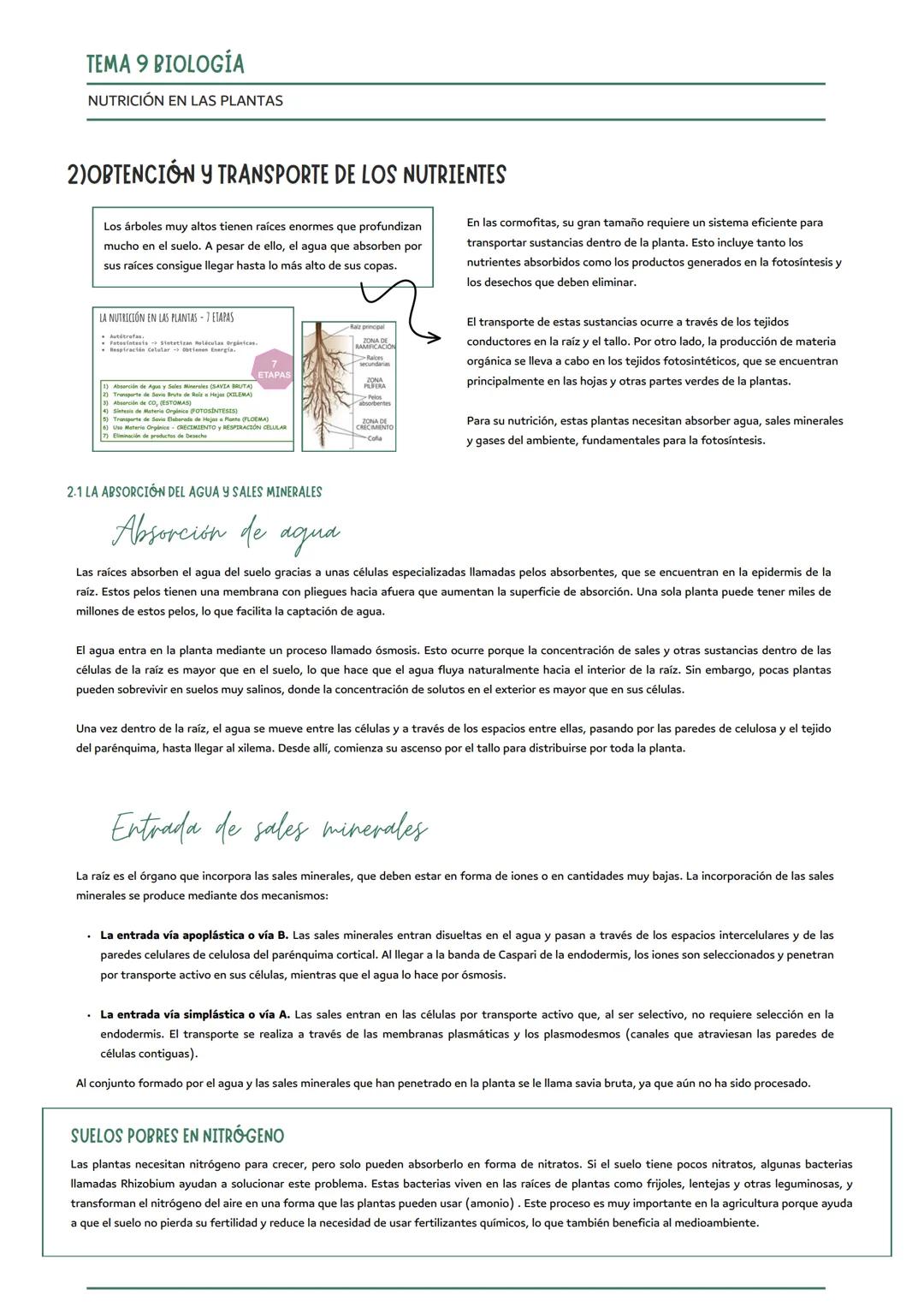 # TEMA 9 BIOLOGÍA
NUTRICIÓN EN LAS PLANTAS
funciones vitales de las plantas
nutrición
relación
reproducción
1) LA FUNCIÓN DE NUTRICIÓN EN LA